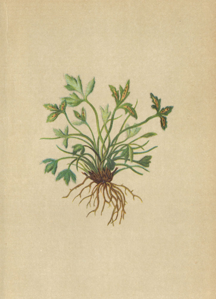 ALPENFLORA ALPINE FLOWERS. Asplenium Seelosii Leyb-Seelos Milzfarn 1897 print